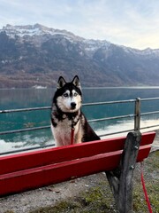 husky on the lake © Anna