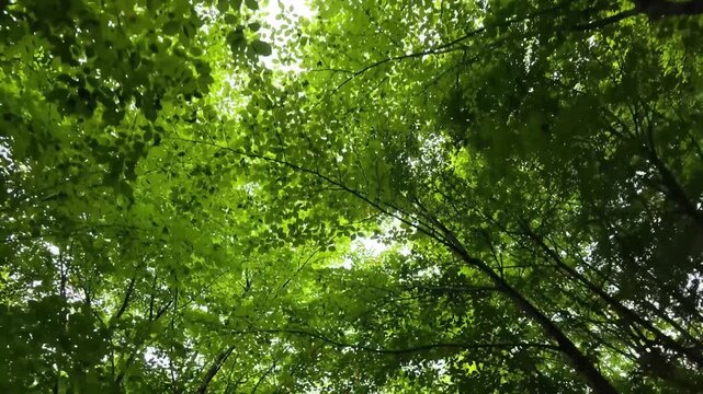 Dense canopy of bright green leaves. Sunlight filters through the leaves. Branches sway gently in the breeze. Natural serenity fills the forest air. Perfect for nature documentaries or calming scenes