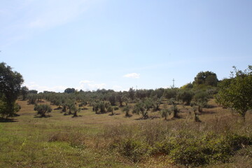 Fototapeta premium landscape with trees