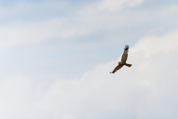 Obraz premium Raptor or bird of prey in flight, soaring with spread wings against a cloudy blue sky, wild avian predator gliding high