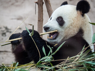 Giant panda eating bamboo with mouth open © Artur