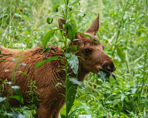 Young Moose With Wet Fur Browsing On Green Leaves © Artur
