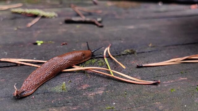 Brown slug crawling on wooden surface in summer garden