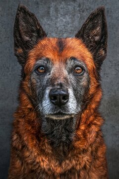 Close up portrait of an expressive long haired mixed breed dog studio shot on solid gray substrate.