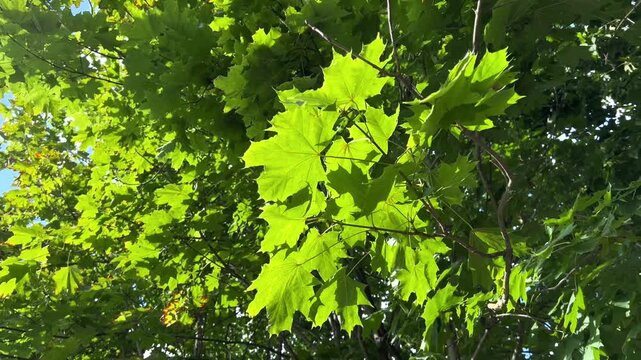 Maple tree texture branches green leaves are swaying gently in the breeze in sun summer bright day on blue sky background. Natural colors. Eco meditation, relaxation concept