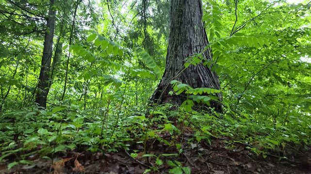 Ancient tree stands tall amid thick green foliage. Dappled sunlight filters through the leafy canopy. Undergrowth thrives in rich, moist forest soil. Camera glides slowly