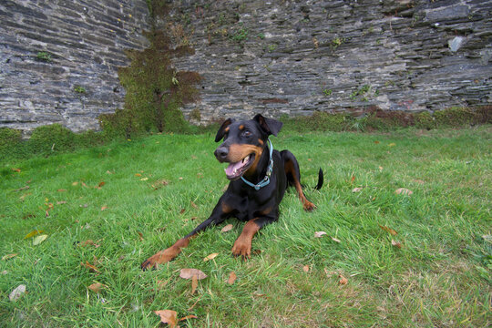 8 year old female doberman at Stanley home Padstow cornwall uk