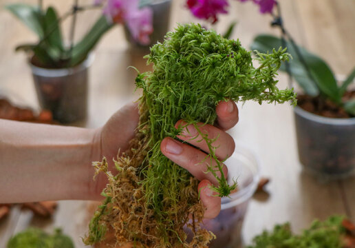 Leucobryum glaucum moss in a woman's hand. preparation for repotting houseplants, orchids, and Phalaenopsis. A type of live moss. sphanum peat moss close-up. High quality photo