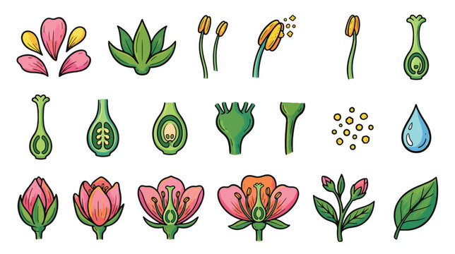 Flower anatomy icon set for botany and biology education