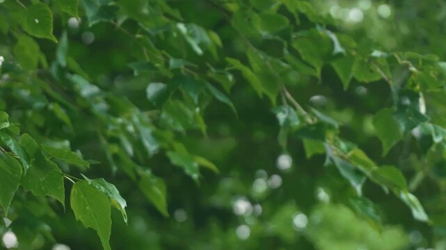 Green forest branches of a broadleaf tree