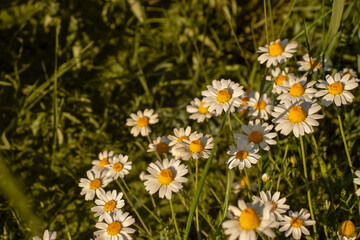 Obraz premium Background with wild daisies blooming in a summer meadow with copyspace
