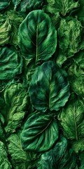 Obraz premium Natural Organic Dried Arugula and Garden Herbs Texture Background in Close Up High Resolution Shot