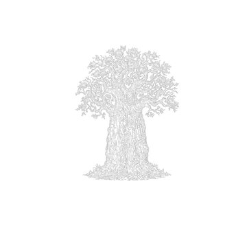 baobab tree vector illustration vintage hand drawn sketch.