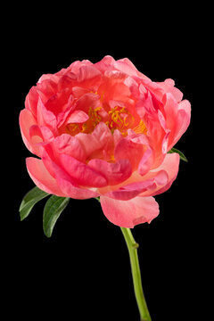 Peony isolated on black background. One Coral Charm peony flower cutout elegant design. Beautiful blooming one bright pink peony flower head, bud, close up, macro shot, cut out