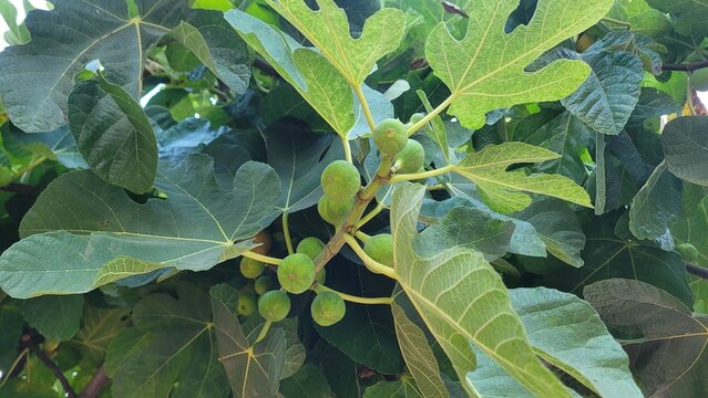 Close-up of green unripe figs growing on a tree branch among lush foliage.