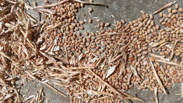 Dried Cowpea Beans or Black Eyed Peas Texture: Close-up of raw dried cowpea beans, also known as black eyed peas or kacang tolo. Ideal for healthy food, cooking ingredients, agriculture, a
