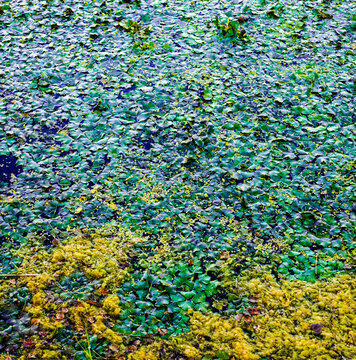 Large green aquatic plants and yellow-green algae completely covering a pond or lake surface, forming a dense and vibrant natural carpet of foliage