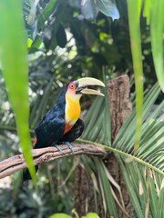 yellow billed toucan © Віоріка 
