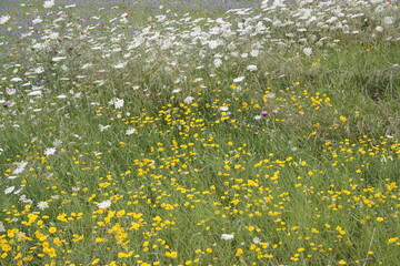 field of dandelions © orsinico