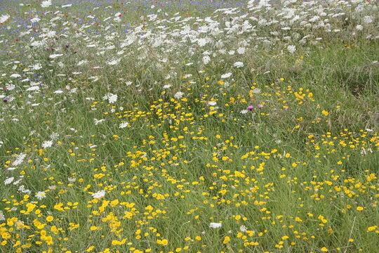 field of dandelions