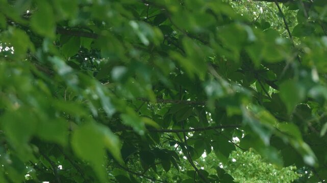 Green forest branches of a broadleaf tree