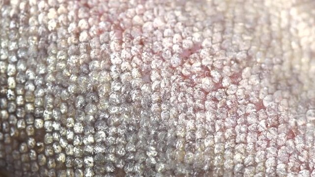 Raw trout red fish skin, scale texture, fillet, fish skin background. Cooking sea food. Healthy eating concept, Mediterranean cuisine. Rotating 