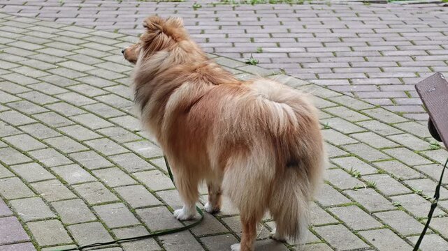 Back view of a fluffy ginger dog barking passionately on a brick path, beautiful slow motion background for home security systems, pet guard training courses and veterinary behavior science