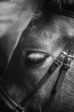 Close-up of horse eye with bridle in black and white, detailed eyelashes and mane, animal portrait for equestrian and nature themes