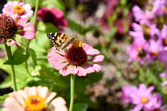 Wundersch&ouml;ner Schmetterling. genauer gesagt ein Distelfalter, der auf einer rosa-pinken Zinnie sitzt