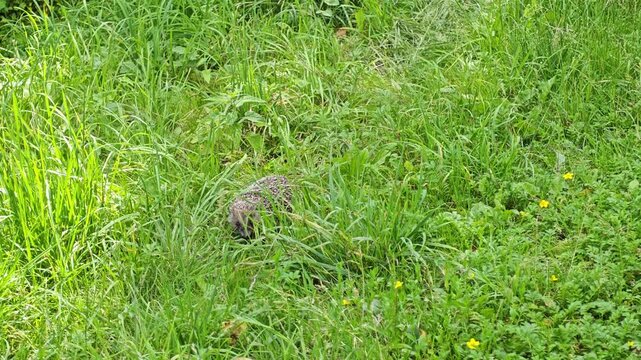 Wild European hedgehog crawling through thick green grass blades in a summer meadow, concept of wildlife protection, animal camouflage, biodiversity and zoology environmental conservation