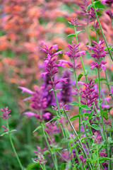 Fototapeta premium Zitronenagastache, Duftnessel