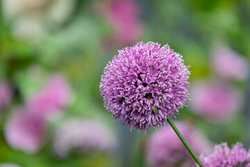 Obraz premium Zierlauch (Allium sp.)