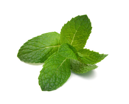 Fresh mint leaves isolated on white background.