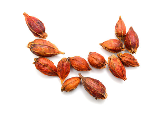 Dried gardenia fruit on isolated with white background. - Image