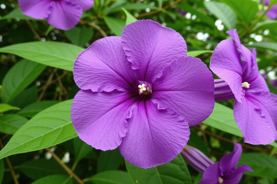 Close-up of vibrant purple allamanda flowers blooming. Green leaves form a soft background. This tropical plant shows off its delicate petals and center detail.