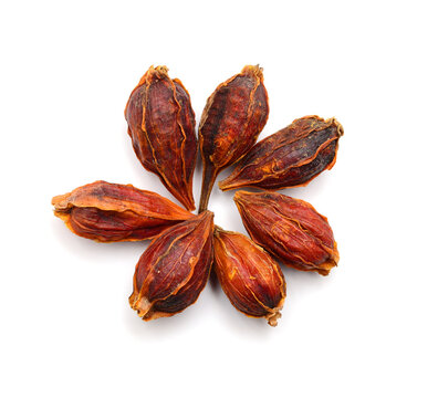 Dried gardenia fruit on isolated with white background. - Image