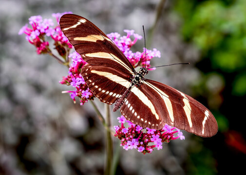 Zebra longwing butterfly rests on a cluster of vibrant purple flowers