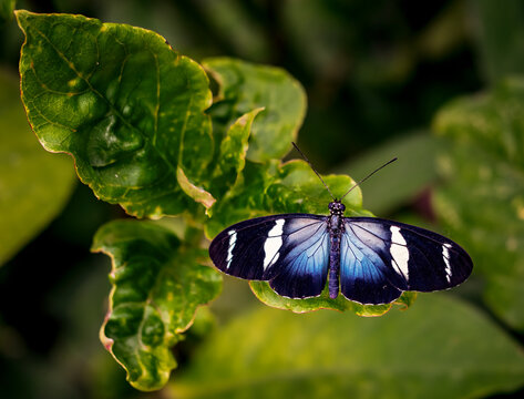 Elegant blue and black butterfly resting on a vibrant green leaf