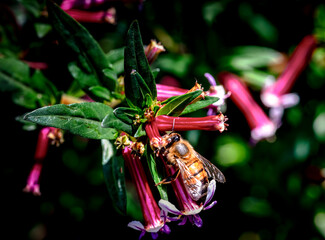 Honeybee collecting nectar from a vibrant pink tubular flower in bright sunlight © EJ