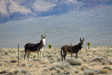 Fototapeta premium Wild burros in the desert