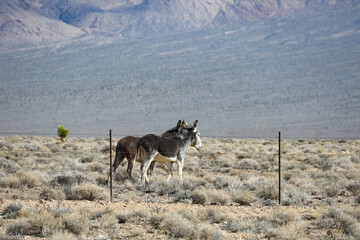 Naklejka premium Wild burros in the desert