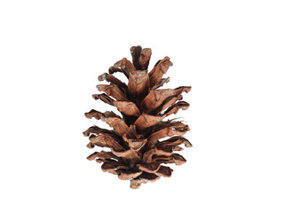 Dry brown pinecone on a transparent background.  © Jasid Gallery