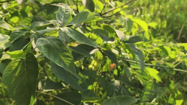 Ash tree texture branches green leaves are swaying gently in the breeze in sun summer bright day on blue sky background. Natural colors. Eco meditation, relaxation concept