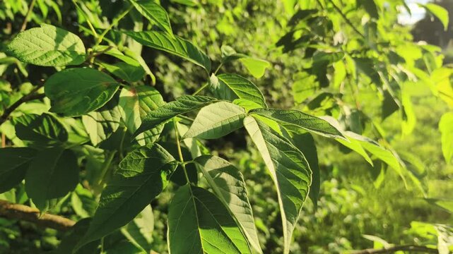 Ash tree texture branches green leaves are swaying gently in the breeze in sun summer bright day on blue sky background. Natural colors. Eco meditation, relaxation concept