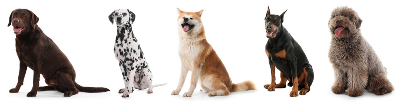 Various dogs of large breeds. Collection on white background