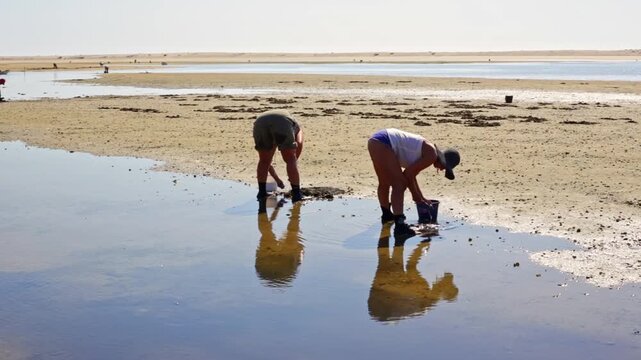 Two clam diggers harvesting fresh shellfish from the wet sand on a sunny day at low tide in the algarve, portugal, their figures reflecting in the calm shallow water of the ocean