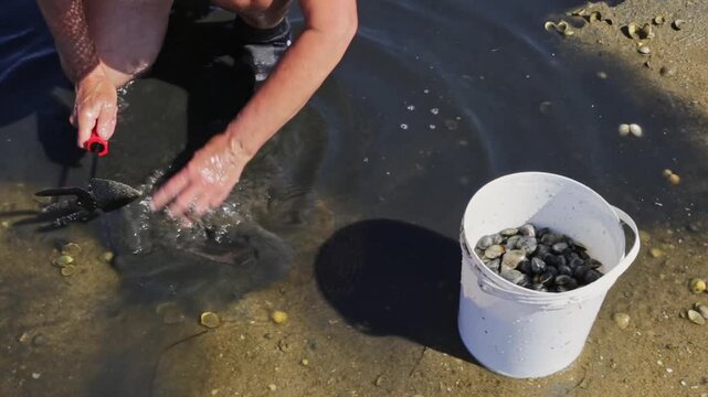 Dedicated clam harvester digging in the shallow water with a hand rake, meticulously gathering fresh bivalves from the wet sand and placing them into a white bucket on the sunny algarve coast