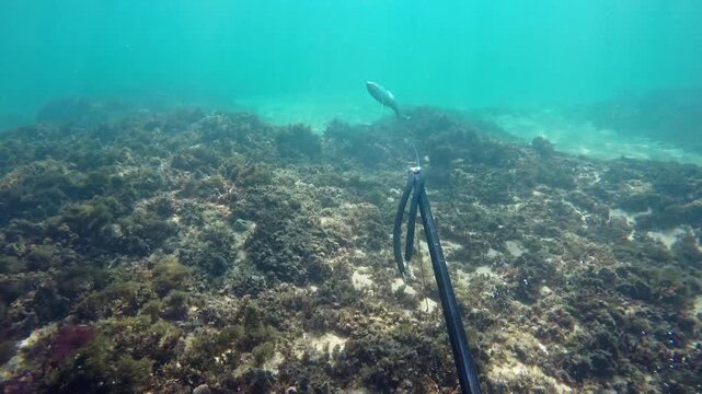 First person view of a diver spearfishing in clear turquoise water, aiming and shooting a fish with a speargun over a rocky seabed covered in seaweed, capturing the prey successfully