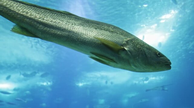 Majestic meagre, also known as argyrosomus regius, swimming gracefully underwater among other sea creatures in a large public aquarium, with beautiful sunlight filtering through the water. croaker