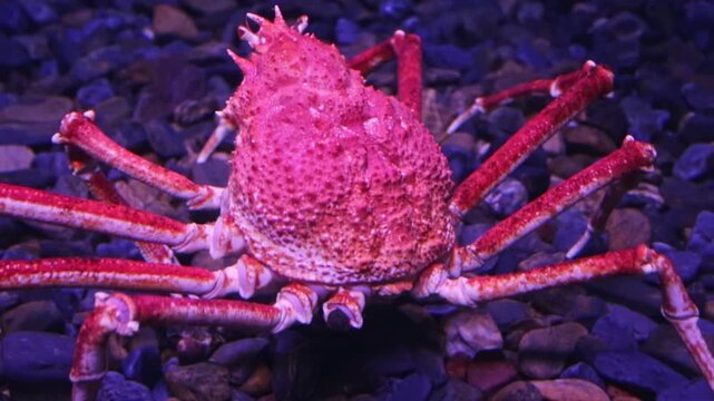 Gigantic japanese spider crab, the largest arthropod, resting on a gravelly seafloor as a rabbit fish swims by in a large public aquarium with deep blue water and purple ambient light